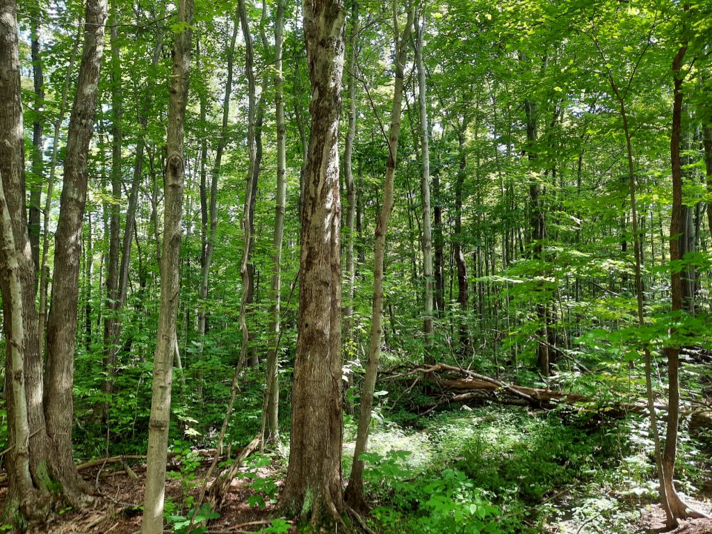 A3 JS English Company